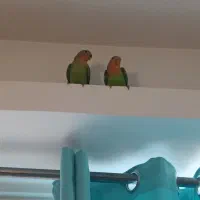 جوجه طوطی برزیلی