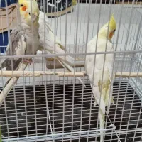 عروس هلندی