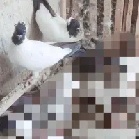 کبوتر پلاس پرستویی