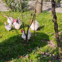 زینتی تخم مرغ ( تخم نطفه دار )