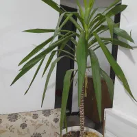 گل یوکا زیبا فروش فوری