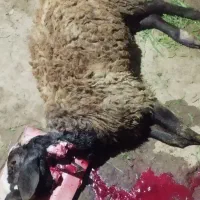 قوچ برای قساب