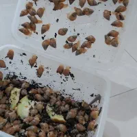 جوجه حلزون برای کار در منزل|خزنده|کرج, عظیمیه|دیوار