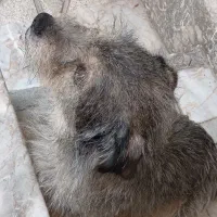 واگذاری شیتزو|سگ|مشهد, کوی دروی|دیوار