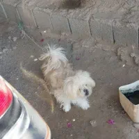 سگ پا کوتاه