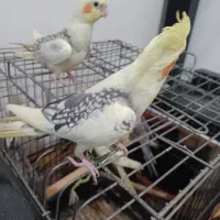 ۴عدوکت فول رام دوماه نیمه|پرنده|بابل, |دیوار