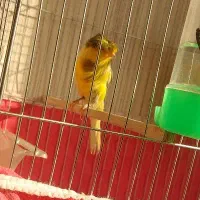 قناری نر رسمی و ماده معاوضه