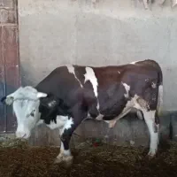 گاو نر سیمینتال اصل