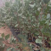 تولید کنند نهال پسته