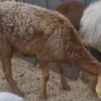 یک عدد میش چینی سنگین