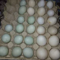 فروش تخم اردک