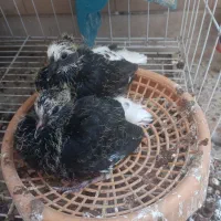 ماده دم سفید با جوجه|پرنده|بندر ماهشهر, |دیوار