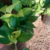 پتوس ۱۷۰|گل و گیاه طبیعی|قم, خداکرم|دیوار