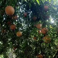 میوه انار|خوردنی و آشامیدنی|حاجی آباد, |دیوار