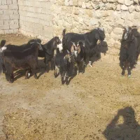 بزغاله چاق