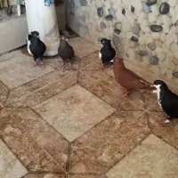 کفتر|پرنده|اهواز, نادری|دیوار