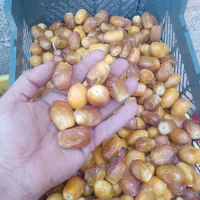 رطب خوش رنگ|خوردنی و آشامیدنی|میناب, |دیوار