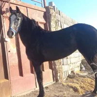 فروشی کره مادیون