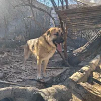 سگ نگهبان باهوش