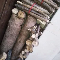 چوب پالونیا|گل و گیاه طبیعی|فاضل آباد, |دیوار