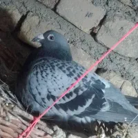 فروشی|پرنده|گلبهار, شهر جدید گلبهار|دیوار