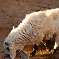 بره نر چاق چله