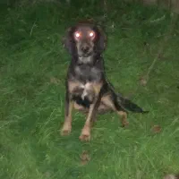 سگ شکاری|سگ|رشت, پل تالشان|دیوار