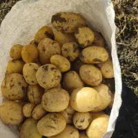 سیب زمینی|خوردنی و آشامیدنی|الیگودرز, |دیوار