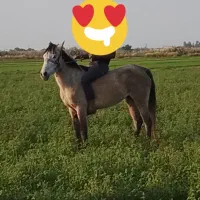 مادیون حامله