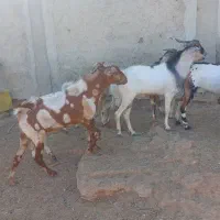 نری چاق|حیوانات مزرعه|قشم, |دیوار