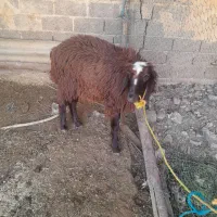 بره افشاری بزرگ|حیوانات مزرعه|اندیمشک, |دیوار