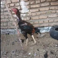 تعدادی مرغ و خروس لاری نسلدار .اوشامو. افغان اصل|حیوانات مزرعه|زاهدان, |دیوار