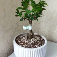 گل فیکوس بنسای