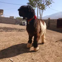 دوراس بره قوچی