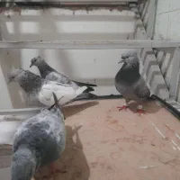 کبوتر  سینه سبز|پرنده|مشهد, فاطمیه|دیوار