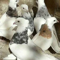 کبوتر بار جدید پرنده فروشی محسن کارخانه