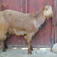 کهره  بره  بز