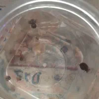 حلزون کوچک و بزرگ