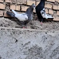 سینه کوهی وسینه سیاه|پرنده|باوی, |دیوار