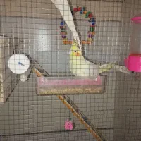 عروس هلندی|پرنده|زاهدان, |دیوار