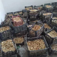 پیاز غده زرد ریو براوو|گل و گیاه طبیعی|جیرفت, |دیوار