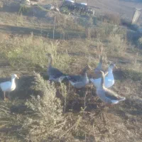 6عدد غاز گوشتی|حیوانات مزرعه|بیله سوار, |دیوار