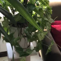 گل آپارتمانی پتوس