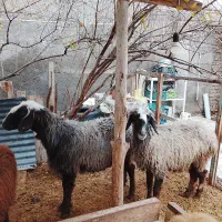 بره های افشار