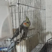 عروس هلندی نر سخنگو با قفس و وسایل