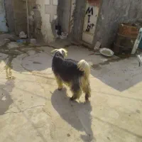 چند تا بز و بیگ
