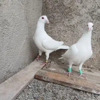 کبوتر  المانی اصل