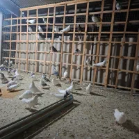 ۸۰عدد کفتر عتیقه،فروش فقط بصورت یکجایی|پرنده|شاهدشهر, |دیوار