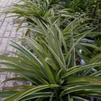گل گندمی|گل و گیاه طبیعی|کردکوی, |دیوار