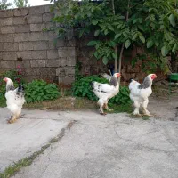 خروس برهما